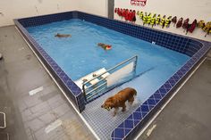 an indoor swimming pool with dogs in it