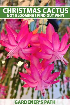 A Christmas cactus in full bloom is a beautiful sight. But these succulents can sometimes be reluctant to flower for a variety of reasons, from the wrong light to watering issues. Learn why your holiday cactus is not blooming and what to do about it now on Gardener's Path. #christmascactus #gardenerspath