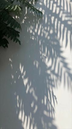 the shadow of a plant on a wall is cast onto the surface with long, thin leaves