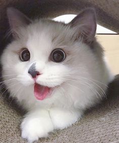 a white kitten with its tongue hanging out