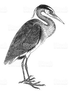 a black and white drawing of a bird with long legs royalty - fotor