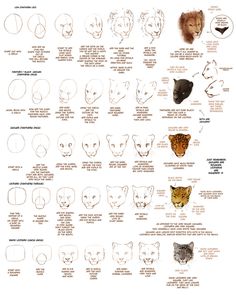 an animal's face is shown with different types of head shapes and their meanings