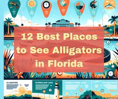 the 12 best places to see alligators in florida