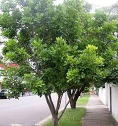 a small tree is growing on the side of a sidewalk next to a white building