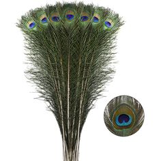 peacock feathers are arranged in a vase on a white background with an image of the tail of a peacock