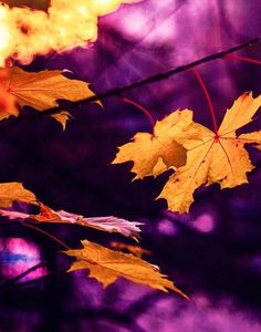 two yellow leaves are hanging from a branch in front of purple and red background with blurry lights