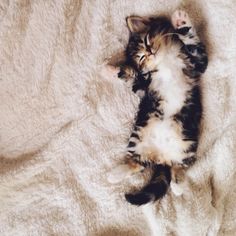 a kitten is laying on its back on a fluffy white blanket with it's eyes closed