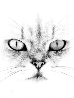 a black and white photo of a cat's face