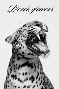 a black and white photo of a leopard with its mouth open