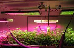 an indoor grow room with plants growing in the ground and lights on above it that illuminates pink light