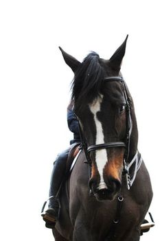 a man riding on the back of a brown horse