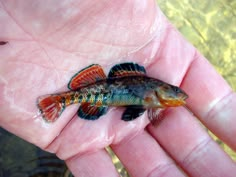 a small fish that is sitting in someone's hand