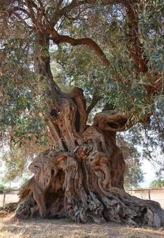 an old tree that is very large and has been cut down to make something interesting