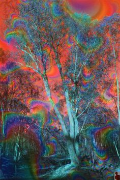 an image of a tree with rainbows in the background