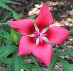 a bright red flower with green leaves in the foreground and dirt on the ground behind it