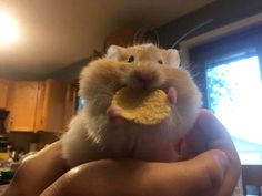 A Hamster