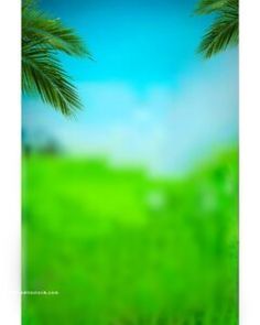 a blurry photo of palm trees in the grass