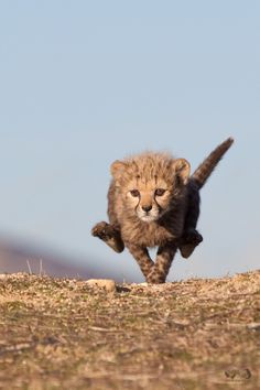 a small cheetah running across a dry grass field