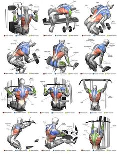 the muscles and their functions are shown in this diagram, which shows how they work