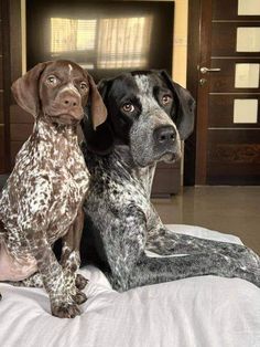 two dogs sitting on top of a bed next to each other