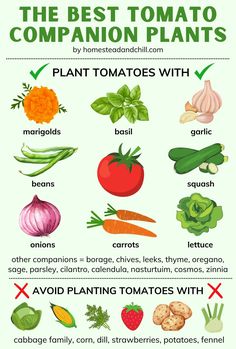 the best tomato plants to grow in your garden info on how to plant tomatoes, broccoli, carrots and more