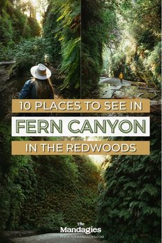 the cover of 10 places to see in fern canyon in the redwoods