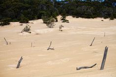 there are many dead trees in the sand