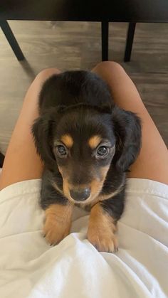 a small black and brown dog laying on top of a woman's lap in bed