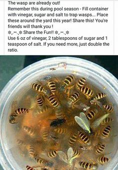 a bowl filled with lots of bees sitting on top of a table