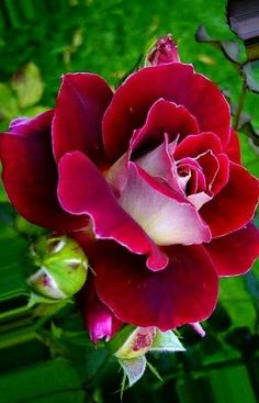 a red rose with green leaves in the background