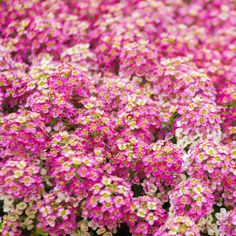 small pink and white flowers with green stems