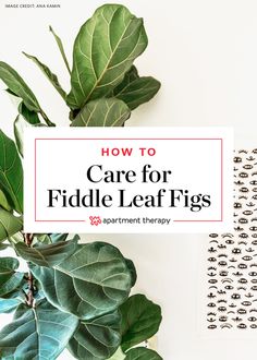 the words how to care for fiddle leaf figs on a white background with green leaves