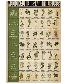 the medical herbs and their uses poster