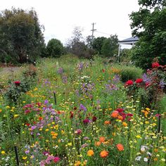 a field full of colorful flowers and trees