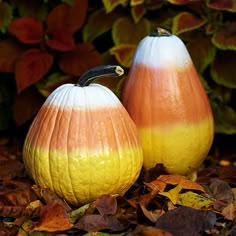 two orange and white pumpkins sitting on top of leaves in front of some bushes