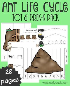 an ant life cycle tot and prek pack with pictures on the page for each