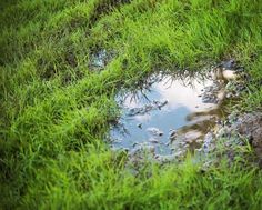 a puddle in the middle of some grass