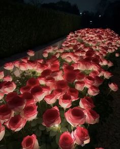 red and white flowers are lined up along the side of a road at night time