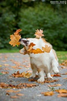 a white and brown dog with leaves on it's head looking up at the sky