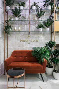 a living room filled with lots of potted plants next to a wall mounted shelf