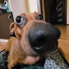 a close up of a dog with big eyes