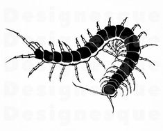 a black and white drawing of a centipeus