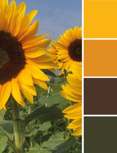 the sunflowers are blooming in this color palette