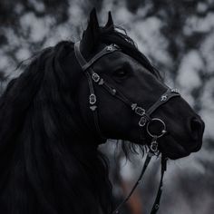 a black horse wearing a bridle in front of some trees and bushes at dusk