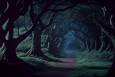 a dark forest filled with lots of trees and green grass on the side of a dirt road