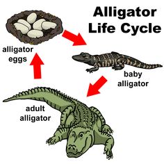 an alligator life cycle with eggs, baby alligator and adult alligators labeled in red