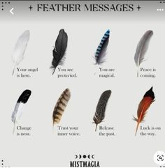 Feather Color Meaning, Feather Magic, Finding Feathers, Feather Meaning, Animal Spirit Guides, Witch Spirituality, Magic Spell Book, Wiccan Spell Book, Witchcraft Spell Books