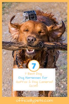 a brown dog carrying a stick in it's mouth with the words 7 best dog harnesses for gopros and dog cameras