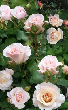 many pink roses are blooming in the garden