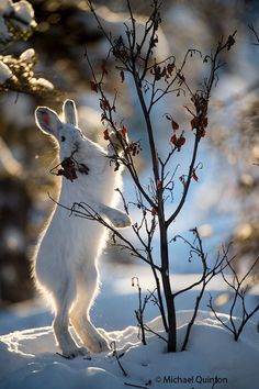 a white rabbit standing on its hind legs in the snow next to a small tree